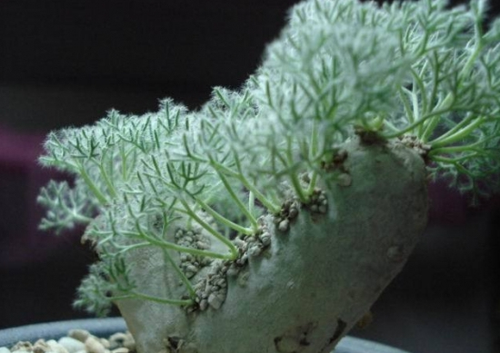 越养越贵的多肉排行榜,目前最贵的多肉品种