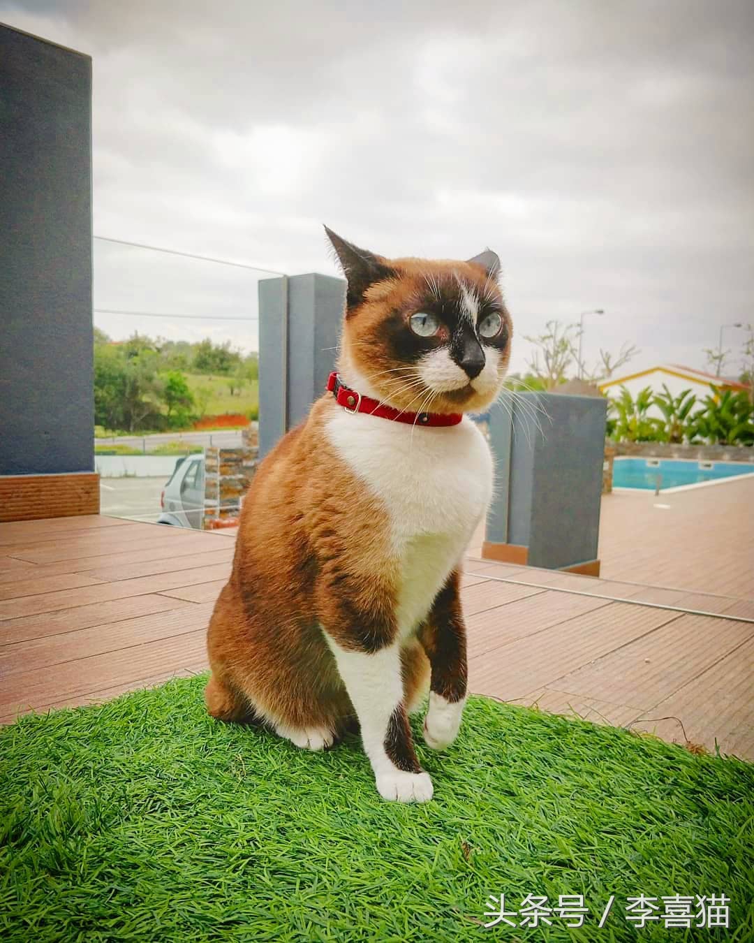 草坪是狗狗和猫咪都喜欢玩耍的场所，但铲屎官不能不注意这些事情