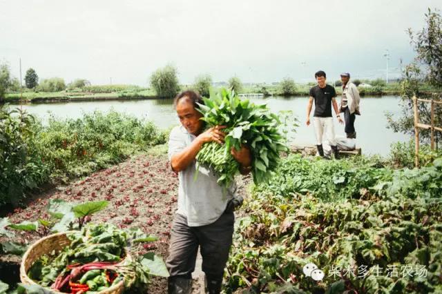一个辍学生，在大理租下23个足球场大的地方温暖了整个大理！