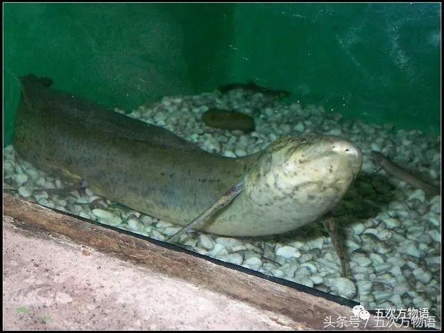 鳄鱼明明不是鱼为什么要叫鱼,鲸鱼鳄鱼企鹅金鱼哪个是哺乳动物