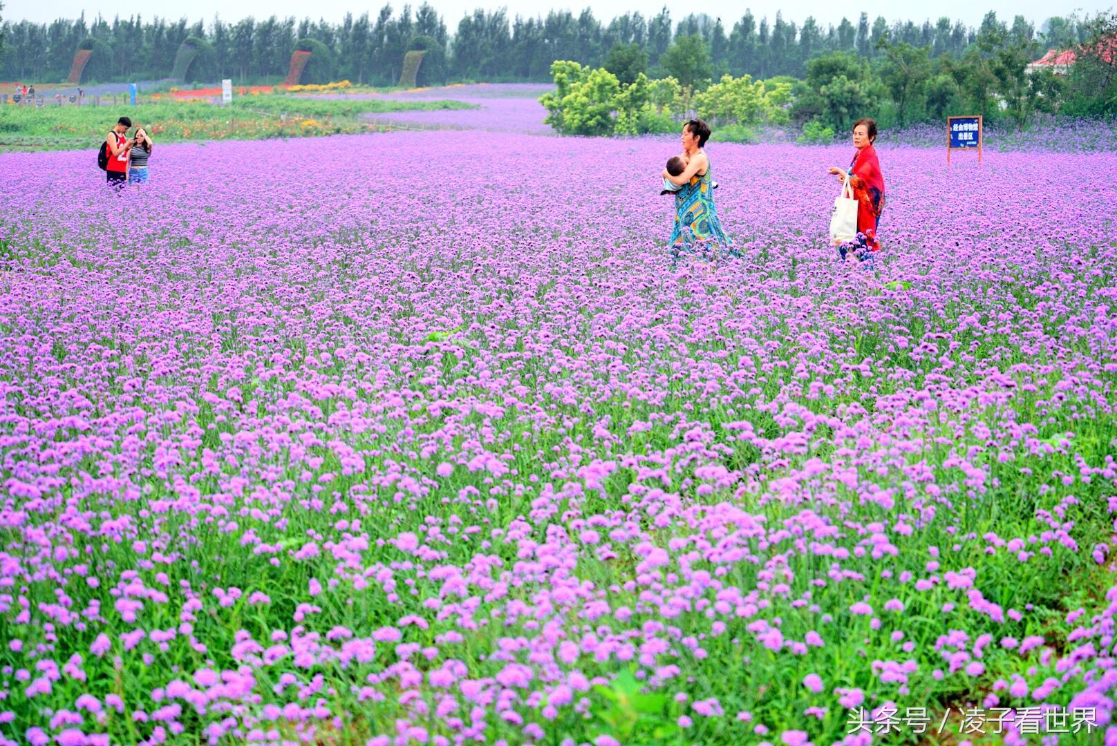 沙滩拾贝壳景区,沙滩花海美景