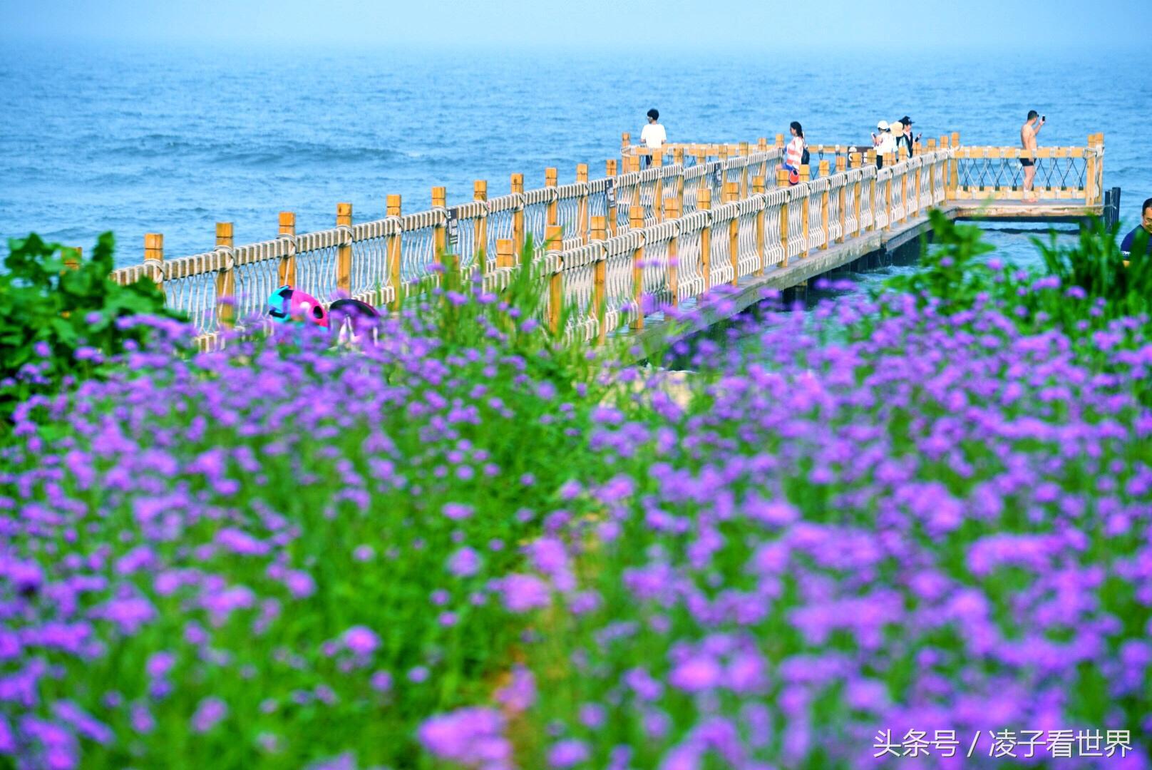 沙滩拾贝壳景区,沙滩花海美景