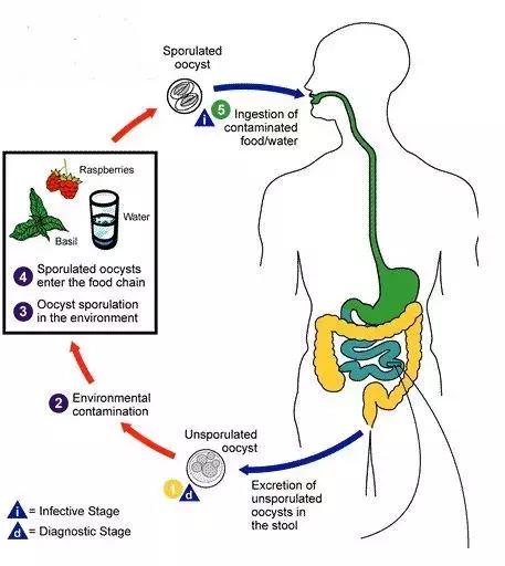 美国沙门氏病毒感染,病毒爆发后的麦当劳