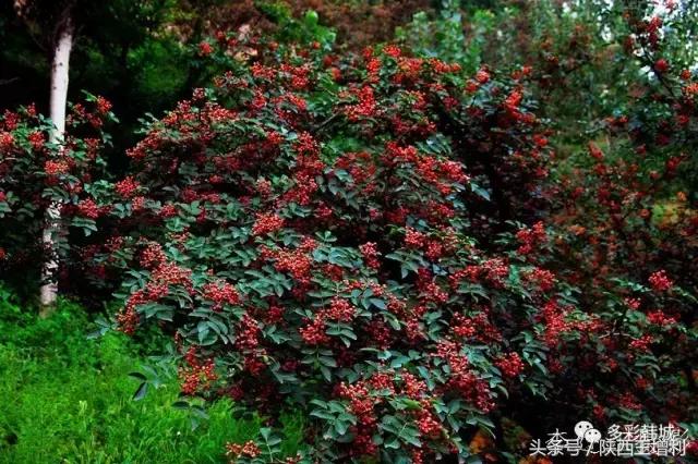 韩城花椒何去何从 (韩城花椒带来的经济效应)