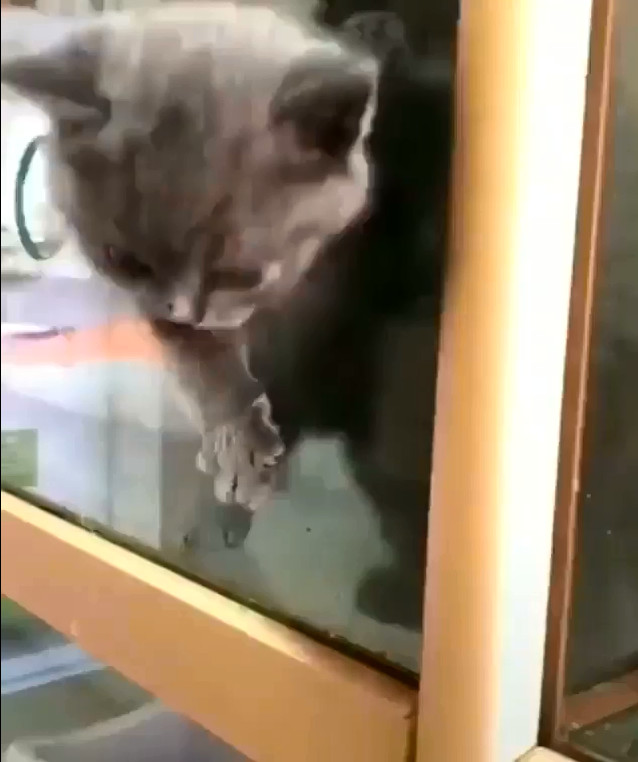 为什么说猫咪是水做的，这位老板告诉你原因：猫粮还在，猫没了