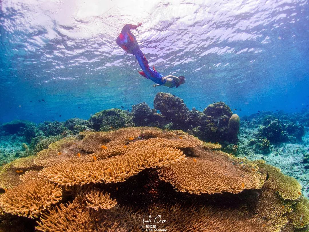 印尼美娜多潜水,印尼美娜多潜水考证