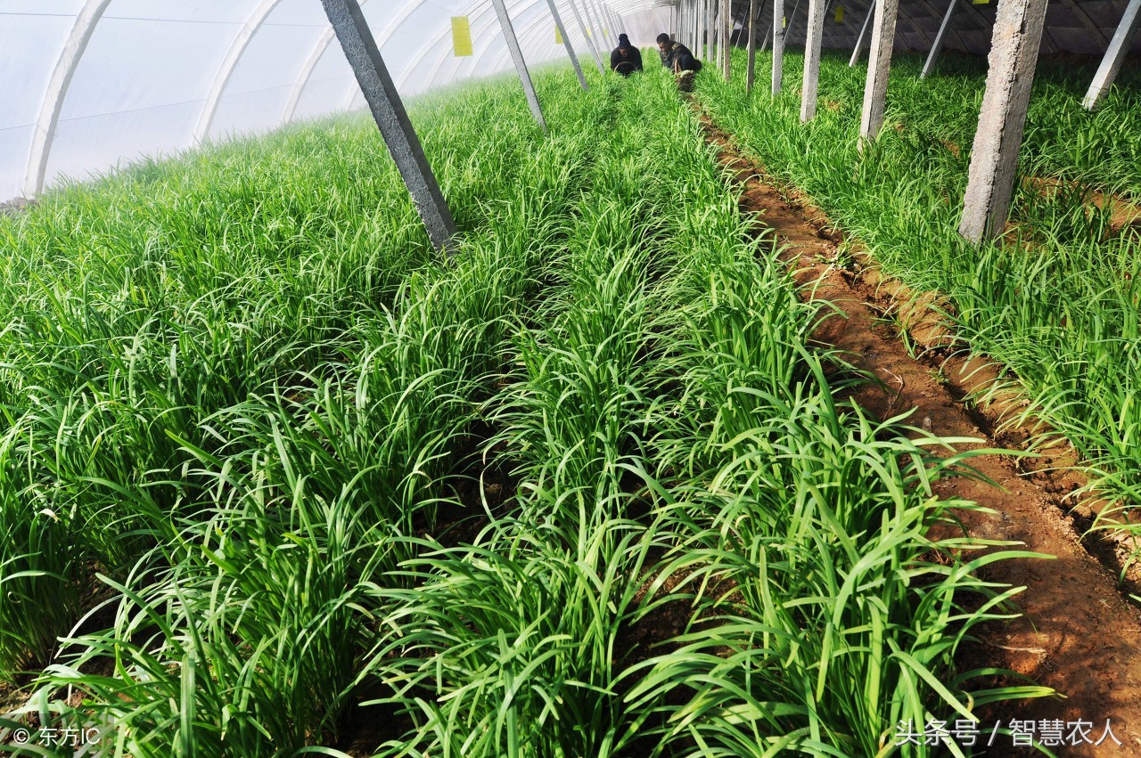 韭菜有蛆怎么防治老师们指导一下,怎样治韭菜根部的蛆不打农药