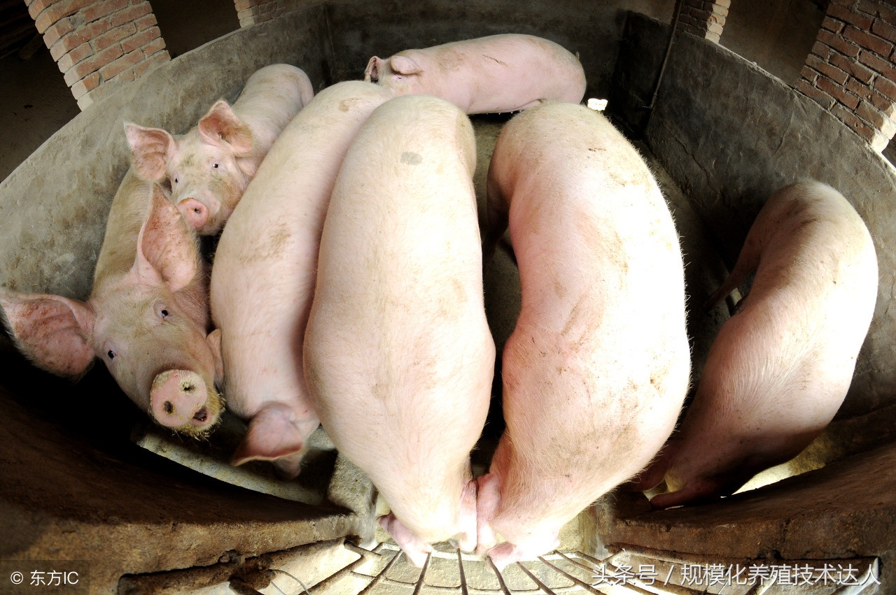 2018年4月5日全国生猪价格及走势,2019年4月25日全国生猪价格行情