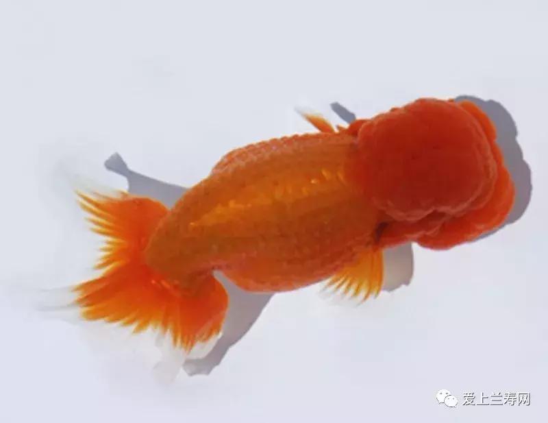 日本金鱼品种大全,日本东京金鱼多少钱一条