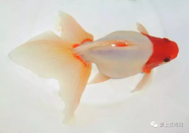 日本金鱼品种大全,日本东京金鱼多少钱一条