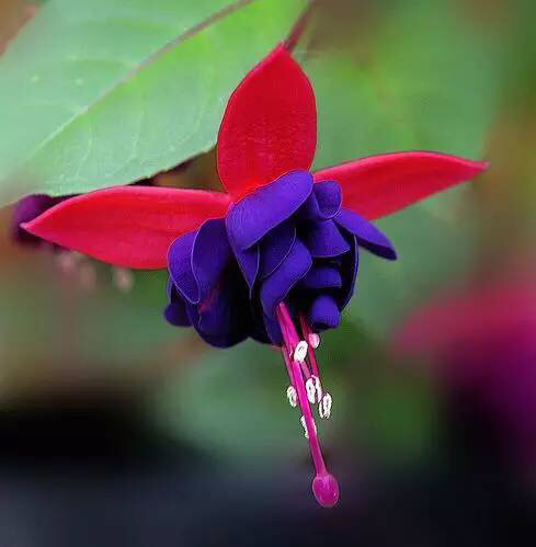 倒挂*钟金**ll彩燕翻飞欲向空，曼妙多姿醉*钟金**