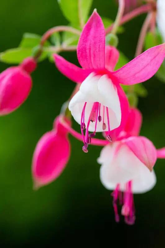 倒挂*钟金**ll彩燕翻飞欲向空，曼妙多姿醉*钟金**