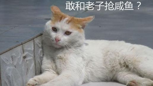 适合新手用的平价眼影,新手平价眼影高光修容一体盘推荐