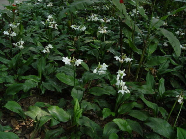 极耐阴花卉不需光照耐寒,光照不够的阳台适合种的耐阴蔬菜