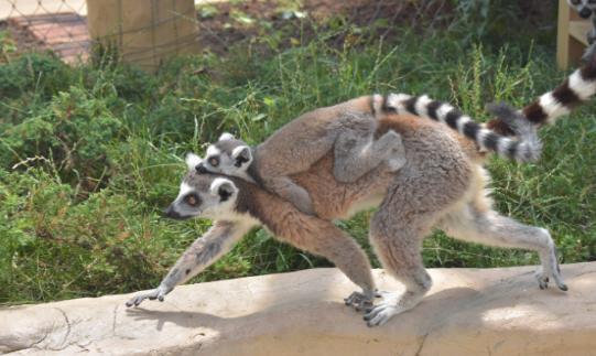 萌宠小香猪乐园,遵义小香猪