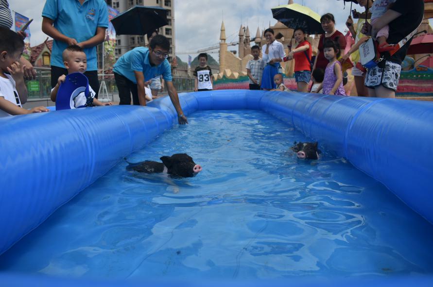 萌宠小香猪乐园,遵义小香猪