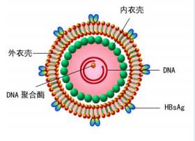 乙肝妈妈宝宝阻断成功标准,妈妈有乙肝宝宝怎么办