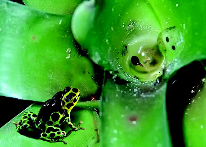 这种蛙竟然把蝌蚪背到树上养？蝌蚪们在树上能吃些什么呢？