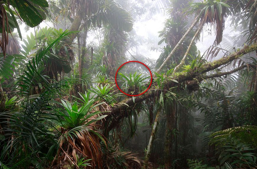 这种蛙竟然把蝌蚪背到树上养?蝌蚪们在树上能吃些什么呢?