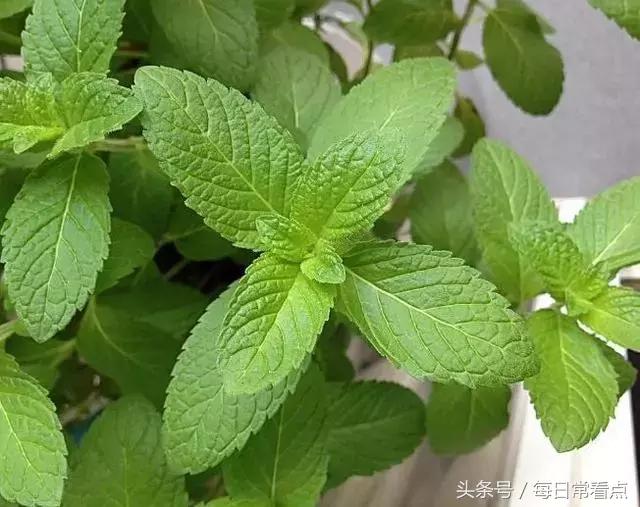 嘴抿起来有小疙瘩,如何去除嘴下的小疙瘩