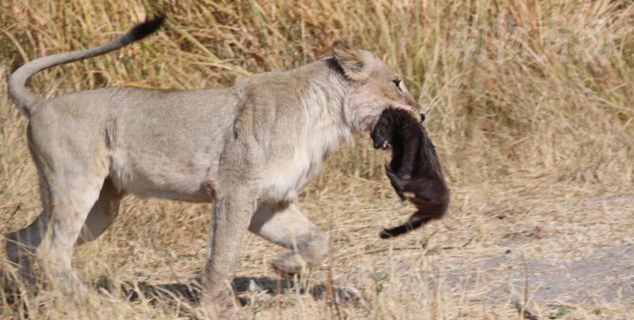 平头哥蜜獾逃出动物园,蜜獾和平头哥是一种动物吗