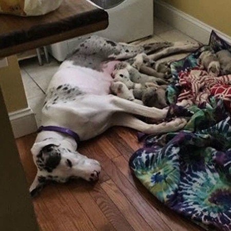 *亲近**繁殖狗狗后腿萎缩，狗兄弟陪它一路复健