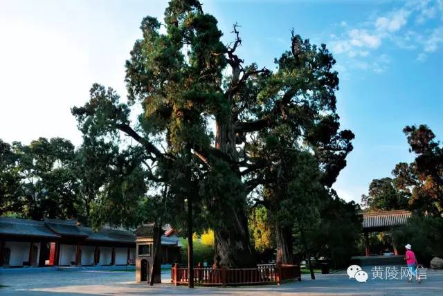 溽暑蒸人什么意思,溽暑蒸人