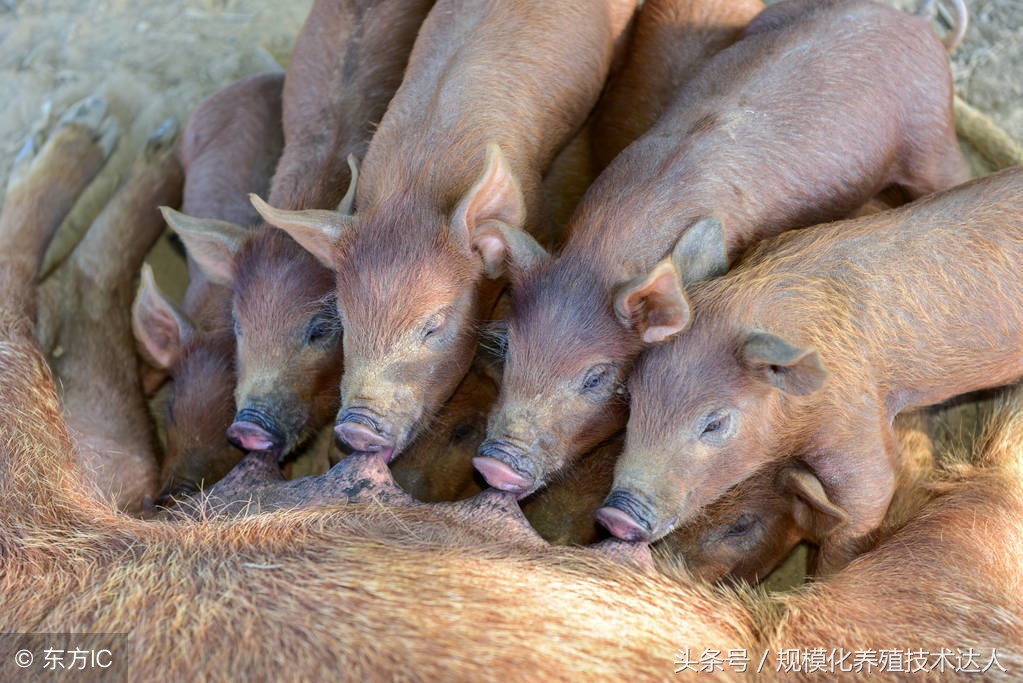 如何给猪补充微量元素？严重的还有可能导致仔猪死亡！