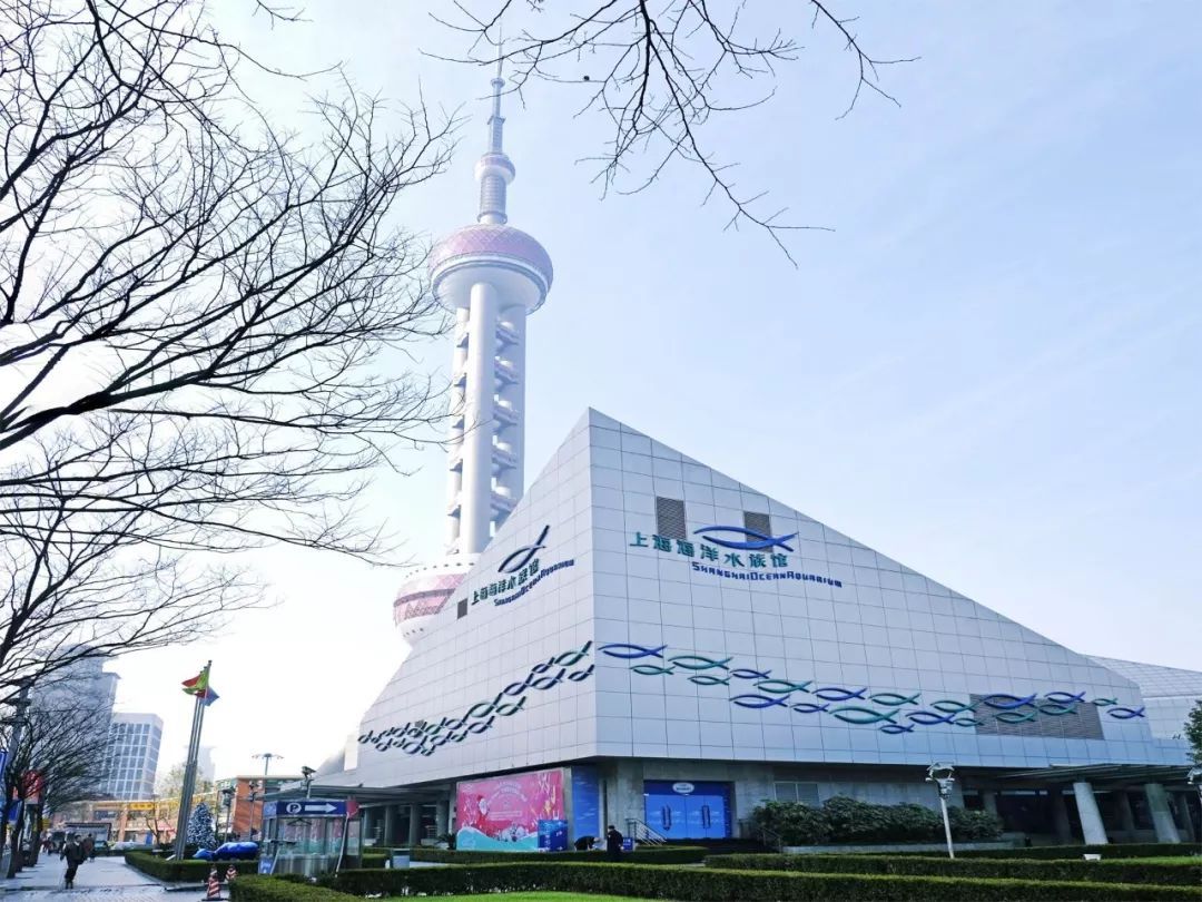 为什么来到上海后，你不再愿意回老家？