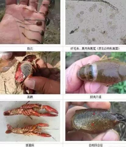 小龙虾进笼方法,小龙虾进塘之前用什么药浸泡为好