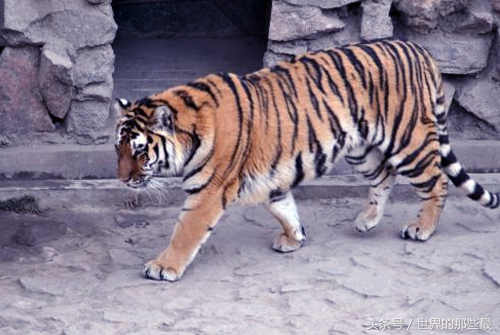 客观评价狮虎斗胜率,狮子和老虎能打过狮虎兽吗