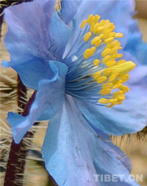 绒辖乡地图,绒辖乡自然概况