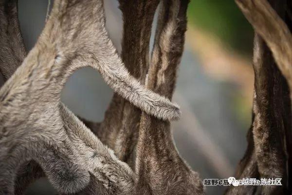 无法忘记的第一次草原之旅,一生必去一次的草原