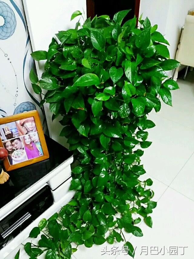 绿萝怎么养才能爆盆和爬满墙水养,绿萝这样养疯长如瀑布半月长爆盆