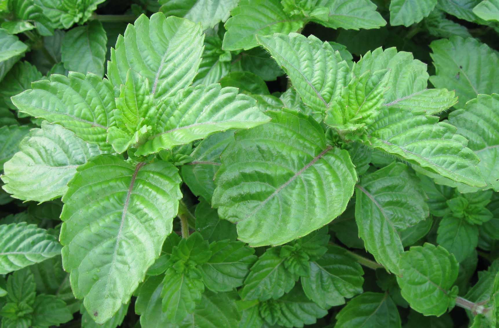 大暑节气食物烧仙草,烧仙草是夏天极受欢迎的消暑食物