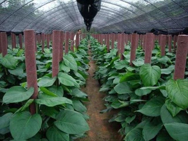 大叶绿萝怎么种植方法和注意事项,大叶绿萝怎么养叶子才多