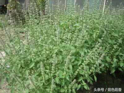 小孩可以长期泡各种草药吗,儿童凉血止痒的洗澡草药