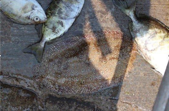 梦旅人海阳,梦旅人旅行