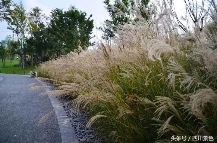 小众又免费！成都地铁直达的天然氧吧！清凉洗肺又解暑！