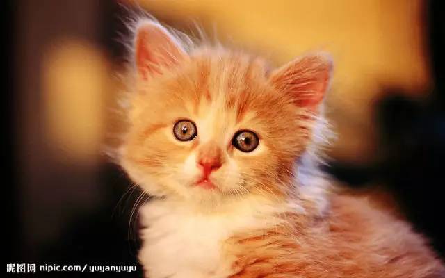 杨甫德视频有效应对抑郁,杨甫德抑郁症专家