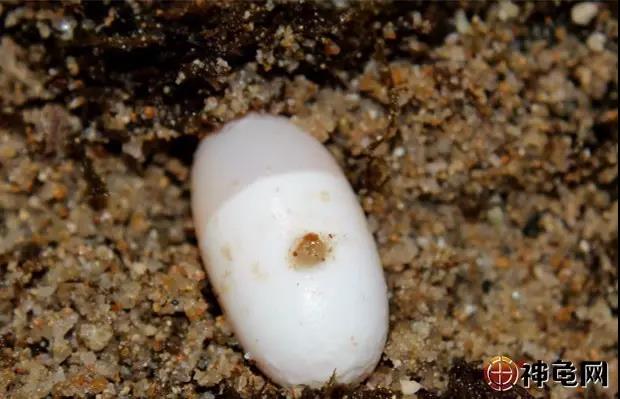 如何饲养刚出壳的龟苗,刚出壳的龟苗侧浮怎么办