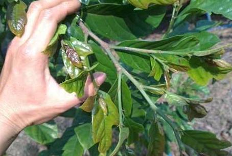 农业公司买进树苗该种植怎么记账,农业公司购买苗木怎么做账