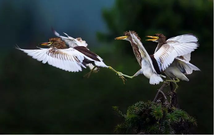 《自然之美》,自然之美摄影大赛