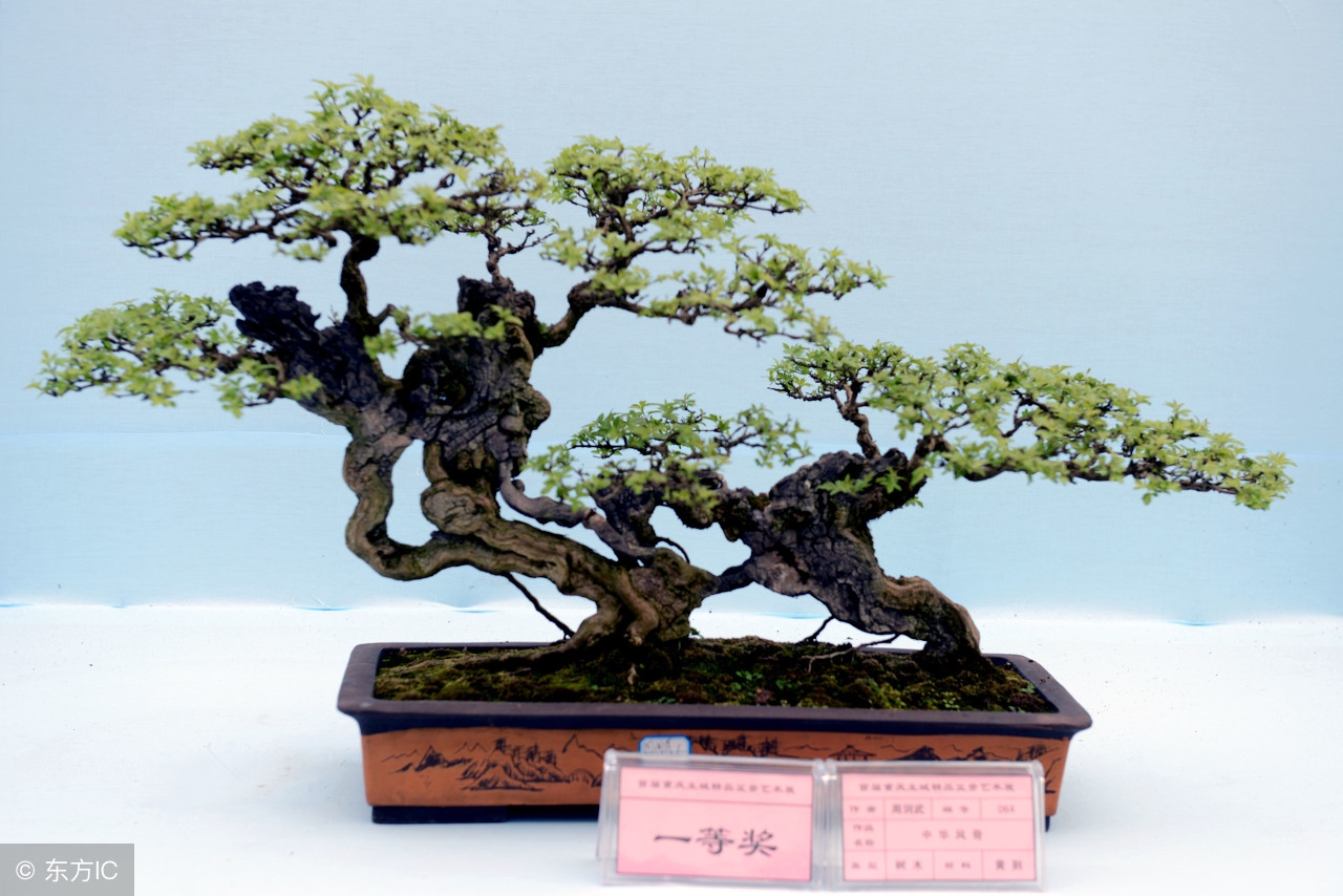 绝美优雅的盆景欣赏（太漂亮了，快分享给朋友吧！）