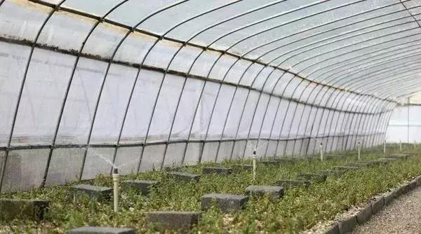 铁皮石斛林下种植视频,关于铁皮石斛种植技术培训