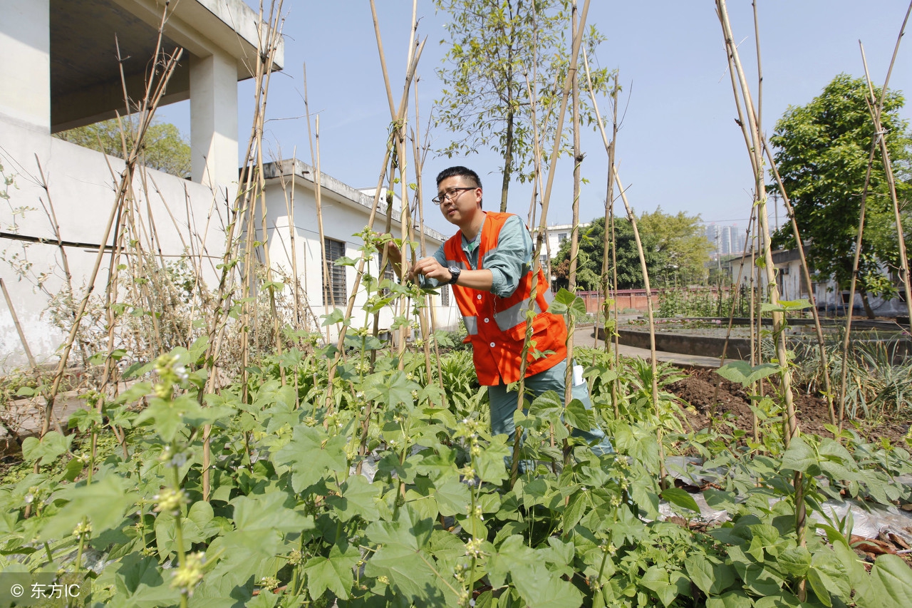 家庭庭院种菜自制肥料,农村自制种菜用土配方
