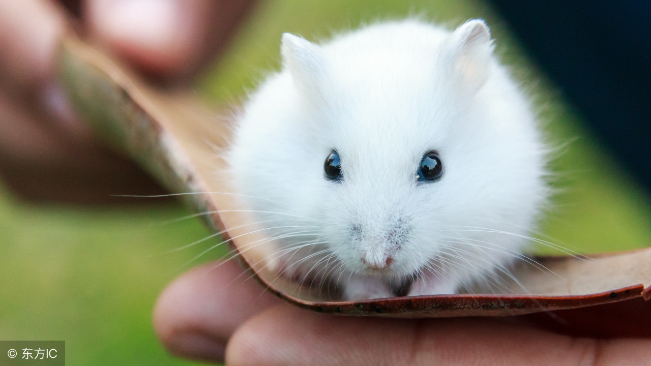 养仓鼠需要注意的事项,新手养仓鼠需要注意什么