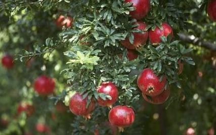 院子里的石榴树有什么寓意,庭院石榴树的说法