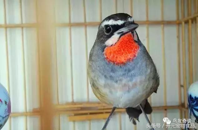 蓝点颏鸟和红点颏哪个好养,红靛颏和蓝靛颏杂交出来的精品