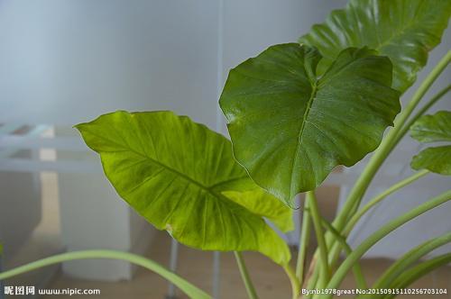 养殖滴水观音怎么让它死,滴水观音根部腐烂怎么办